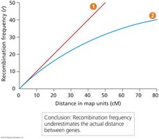 Graph showing recombination frequency vs. map units