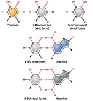 Base analogs and their pairing