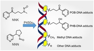 DNA adducts distorting double helix
