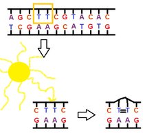 Thymine dimers distorting DNA helix