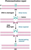 Photoreactivation repair of thymine dimers