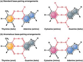 Standard and anomalous base-pairing arrangements