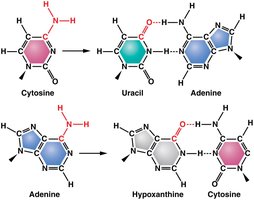 Deamination and base structure changes