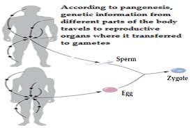 Diagram illustrating pangenesis: genetic information travels from body to gametes