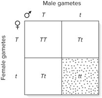 Completed Punnett square for monohybrid cross