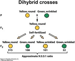 Diagram of dihybrid cross and resulting phenotypic ratios