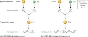 Linked vs. independent assortment in trihybrid crosses