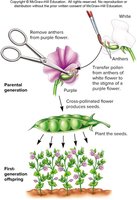 Mendel's cross-pollination experiment with garden peas