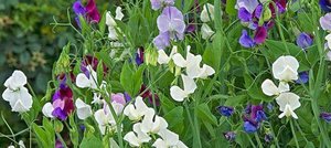 Garden peas with different flower colors
