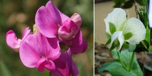 Binary and non-binary traits in pea flowers