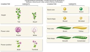 Table of Mendel's seven pea plant traits and their variants