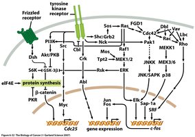 Levels of gene regulation in eukaryotes