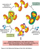 Histone structure and chromatin remodeling