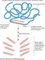 Diagram of PCR experiment showing primer binding and amplification