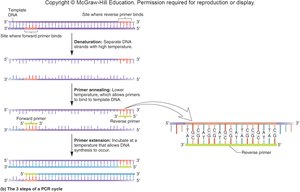 Diagram of the three steps of a PCR cycle: denaturation, annealing, extension