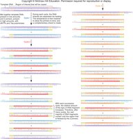 Diagram showing exponential amplification of DNA during PCR cycles