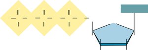 Diagram of dideoxynucleotide structure