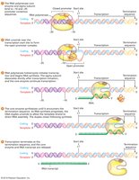 Diagram of transcription elongation with transcription bubble