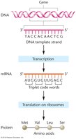 Diagram showing DNA to mRNA to protein via transcription and translation