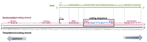Detailed map of prokaryotic gene with labeled promoter, +1 site, and coding region