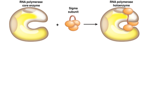 Assembly of RNA polymerase holoenzyme with sigma factor