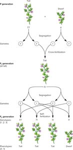 Ley de segregación de Mendel
