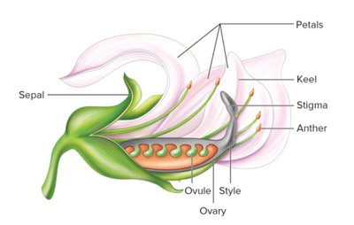 Estructura de la flor de guisante