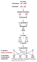 Mendelian cross showing inheritance of tall and dwarf traits