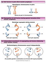 Chromosome behavior during meiosis illustrating Mendel's postulates