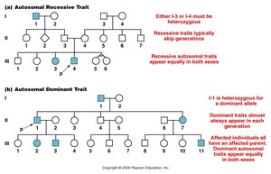 Pedigree analysis for autosomal dominant and recessive traits