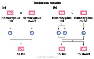 Test cross results for tall and dwarf traits