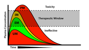Composite graph comparing plasma drug concentration profiles for UM, EM, IM, and PM phenotypes.