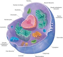Labeled diagram of a eukaryotic cell with organelles