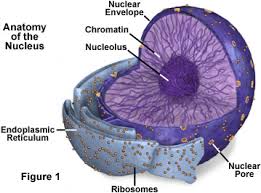 Diagram of the eukaryotic nucleus with labeled structures