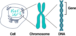 Diagram showing the relationship between cell, chromosome, and DNA