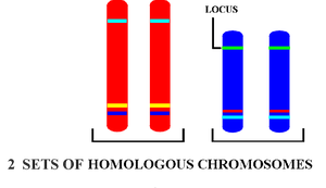 Diagram of homologous chromosomes and loci