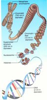 Diagram showing chromatin and chromosome structure
