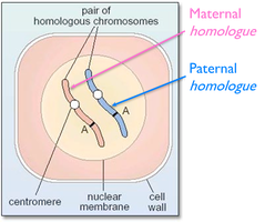 Diagram of maternal and paternal homologous chromosomes