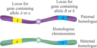 Diagram showing loci and alleles on homologous chromosomes