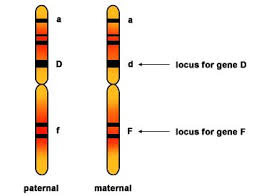 Diagram showing loci for different genes on homologous chromosomes