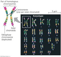 Karyotype showing autosomes and sex chromosomes