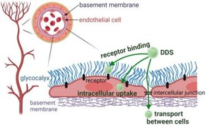 Diagram showing glycocalyx and receptor binding on animal cells