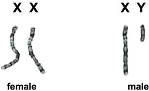 Image showing X and Y chromosomes in males and females