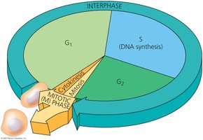 Pie chart of the eukaryotic cell cycle