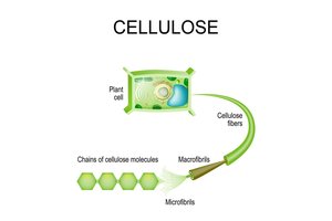 Diagram of cellulose structure in plant cell walls