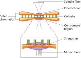 Diagram showing kinetochore and spindle fiber attachment