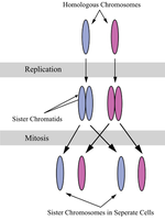 Image of anaphase in a dividing cell