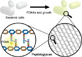 Diagram of peptidoglycan structure in bacterial cell walls