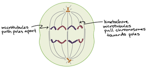 Image of anaphase in a dividing cell