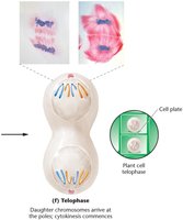 Diagram of telophase and cytokinesis in plant and animal cells